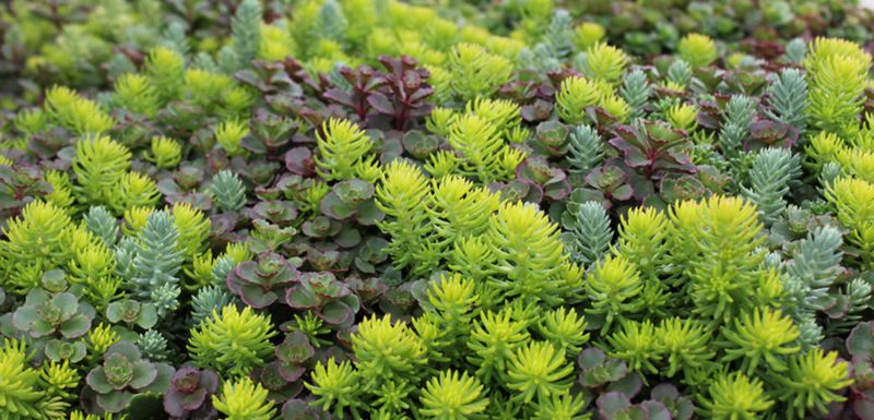 Low-Growing Sedum Shrugging Off Heat Near Concrete
