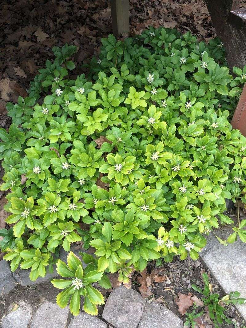 Low Growth Creates An Attractive Groundcover Low Growth Creates An Attractive Groundcover