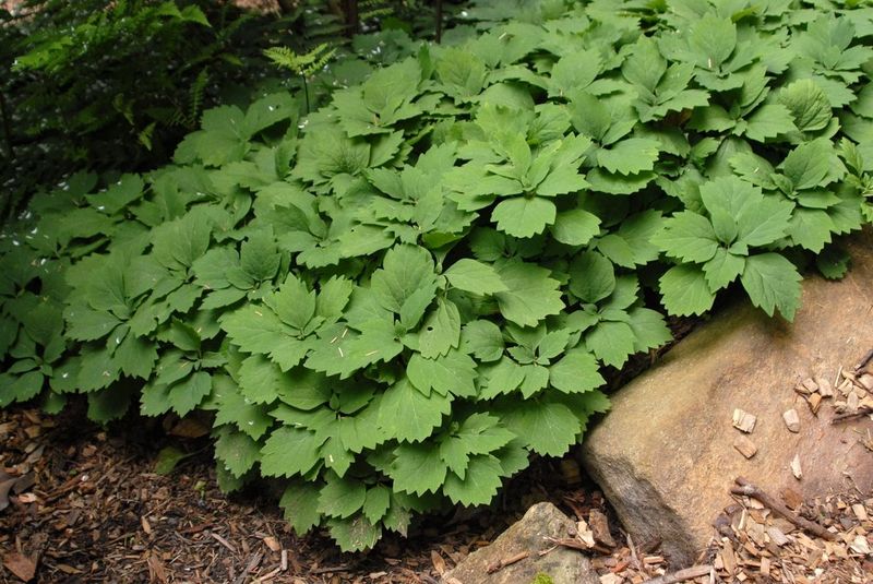 Low Growth Helps It Fill Bare Ground