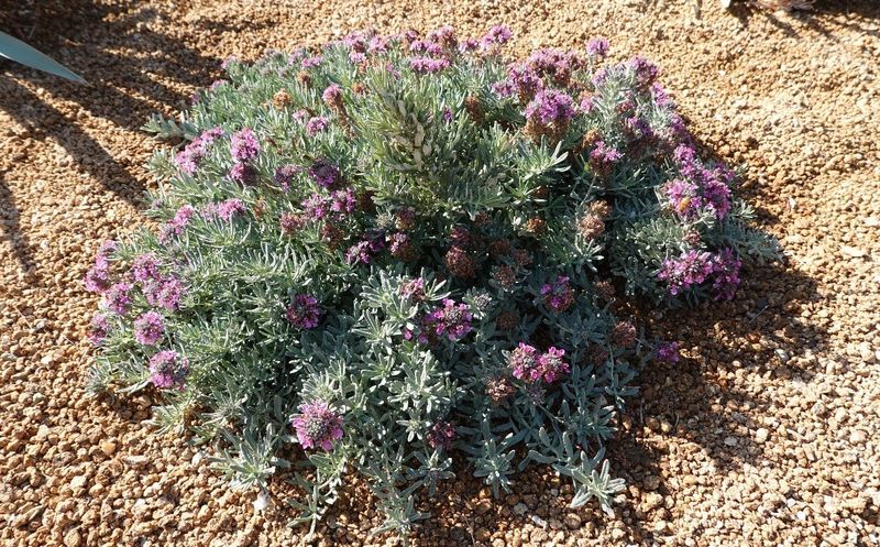 Low Growth Helps Keep Vegetation Closer To The Ground