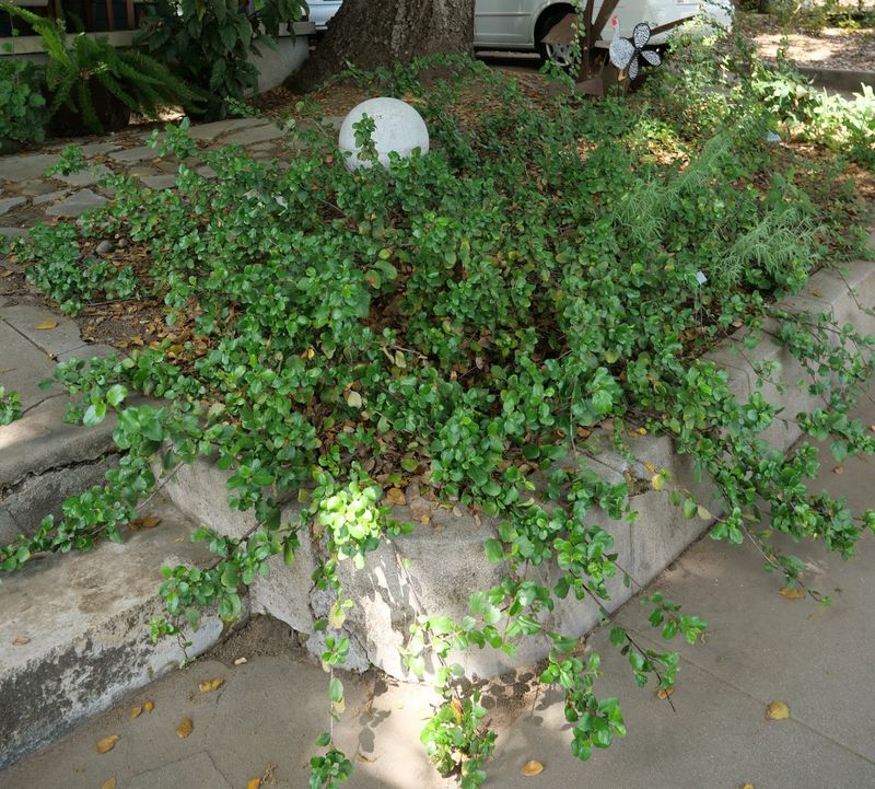 Low Growth Making It Easy To Use Under Trees Low Growth Making It Easy To Use Under Trees