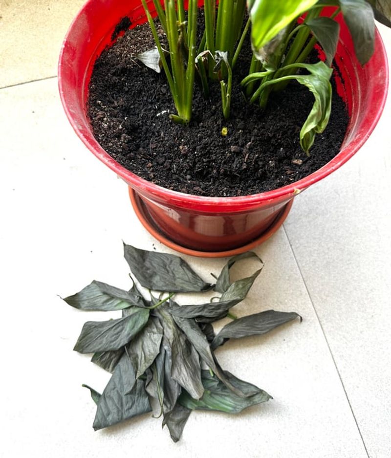 Low Humidity Plus Heat Darkens Leaves Low Humidity Plus Heat Darkens Leaves