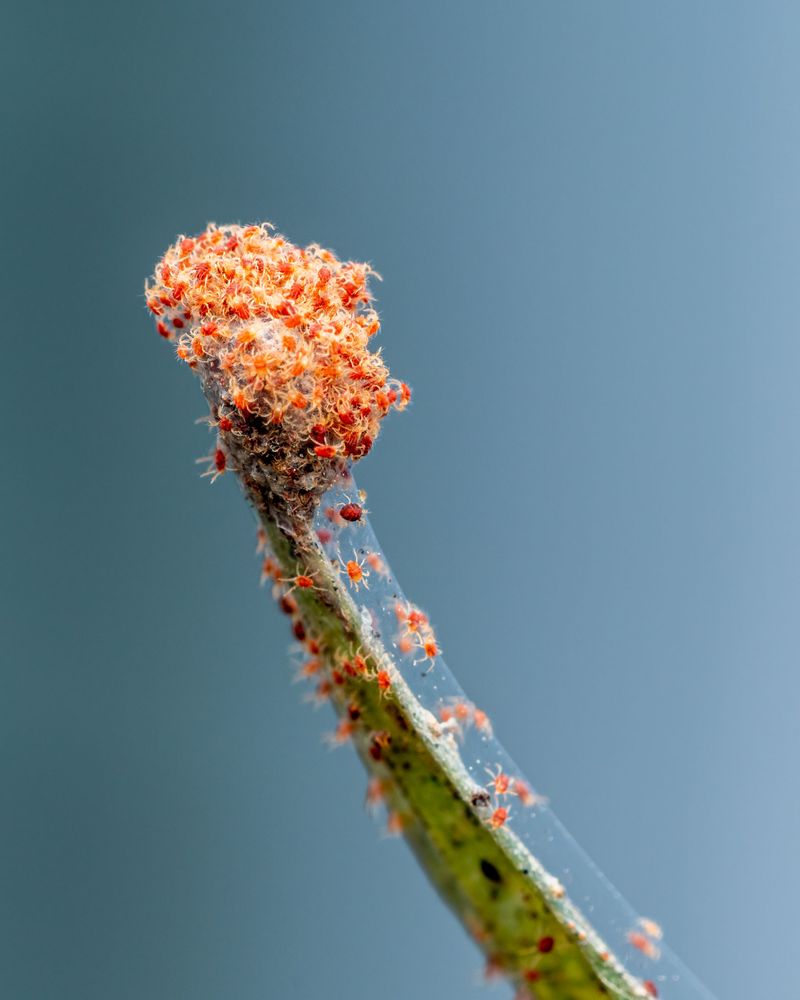 Low Humidity Stresses Houseplant Defenses