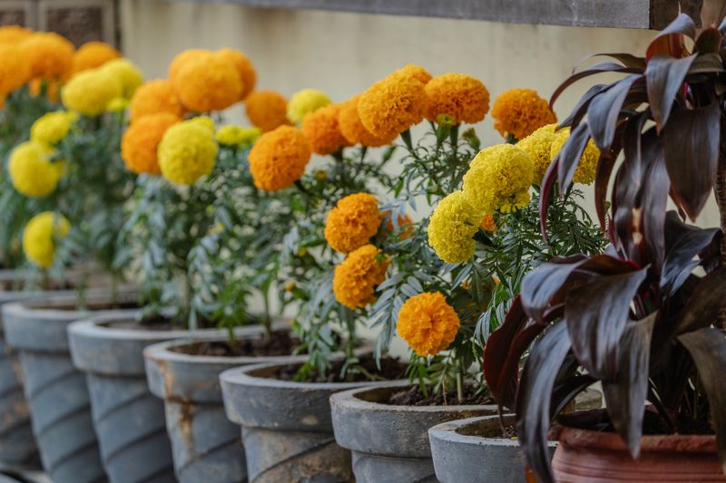 Low Maintenance Care Suits Busy Gardeners Low Maintenance Care Suits Busy Gardeners