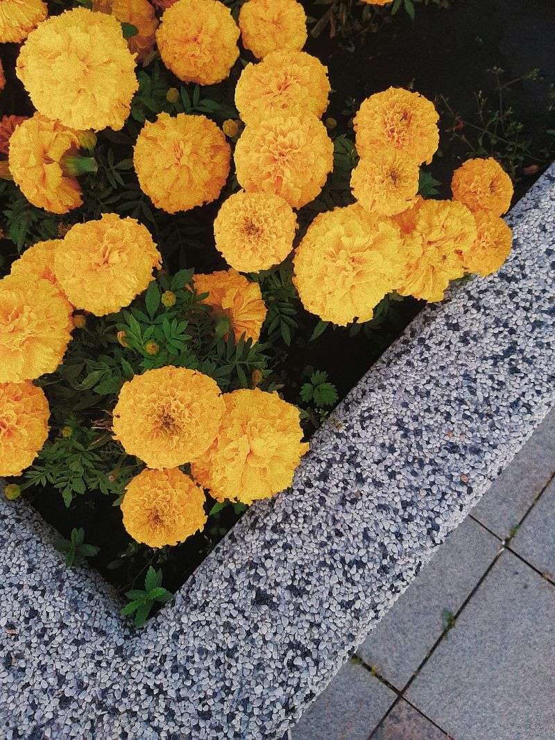 Low Maintenance Fits Busy Garden Schedules Low Maintenance Fits Busy Garden Schedules