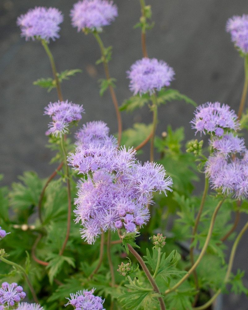 Low-Maintenance Growth Makes It A Practical Native Choice