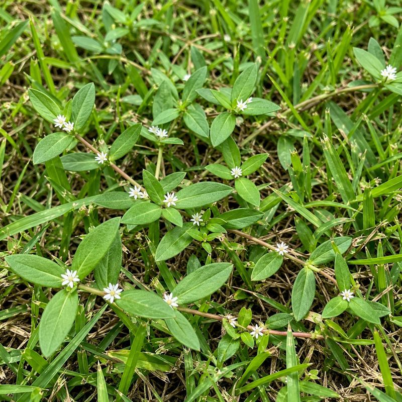 Low Mowing Will Not Stop Its Growth Low Mowing Will Not Stop Its Growth