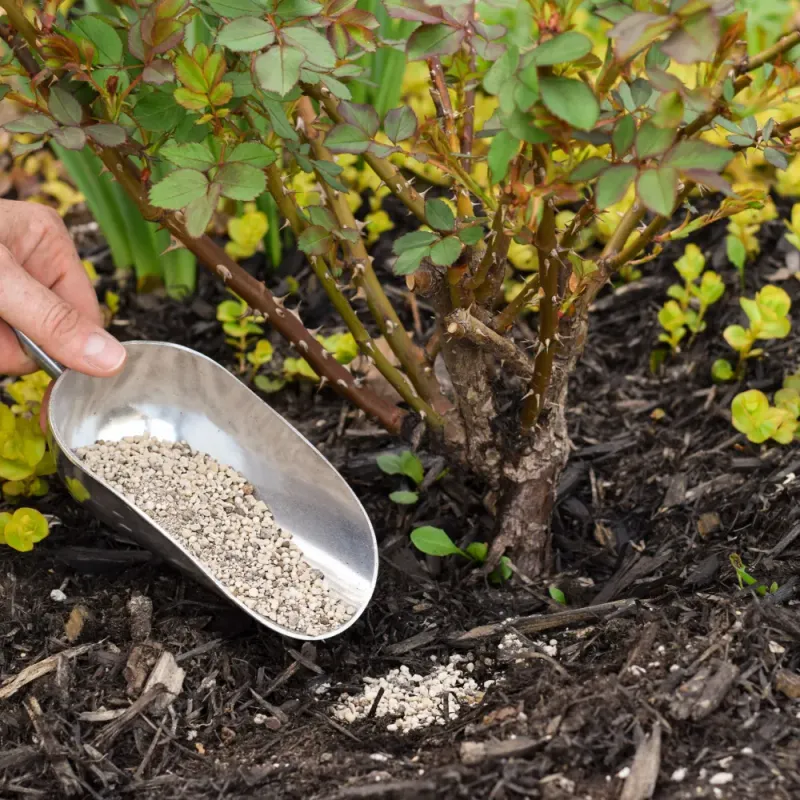 Low-Nitrogen Fertilizer Supports Stronger Fall Flowers Low-Nitrogen Fertilizer Supports Stronger Fall Flowers
