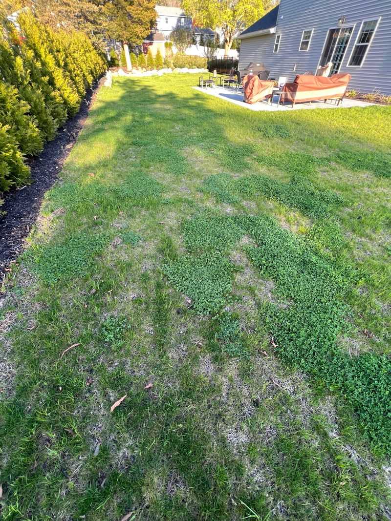 Low Nitrogen Gives Clover An Extra Advantage Low Nitrogen Gives Clover An Extra Advantage