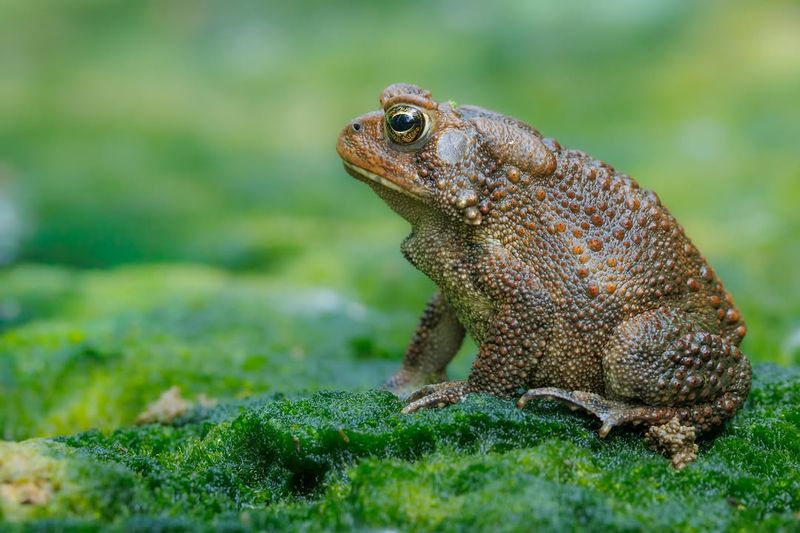 Low Pesticide Use Protects Their Food Low Pesticide Use Protects Their Food