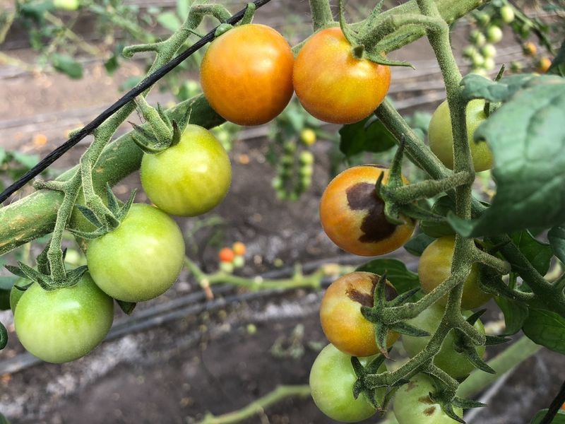 Low Soil Calcium Is Not The Only Explanation