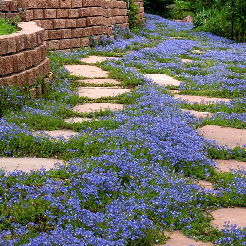 Low Speedwell Forms A Short Spreading Mat