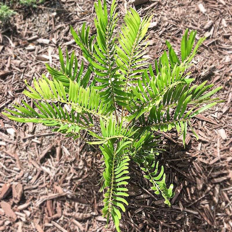 Low Spots Can Turn A Tough Native Into A Wet-Season Problem Low Spots Can Turn A Tough Native Into A Wet-Season Problem