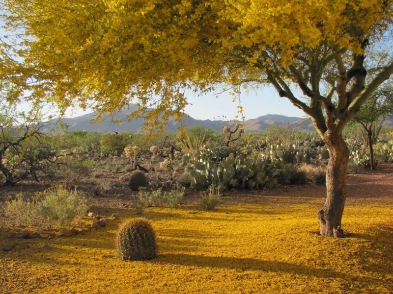 Low Water Needs After Palo Verde Establishment Low Water Needs After Palo Verde Establishment