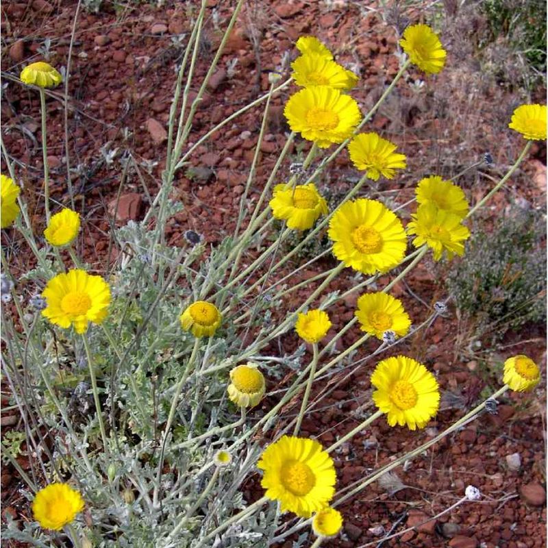Low Water Needs Fit Dry Landscape Beds