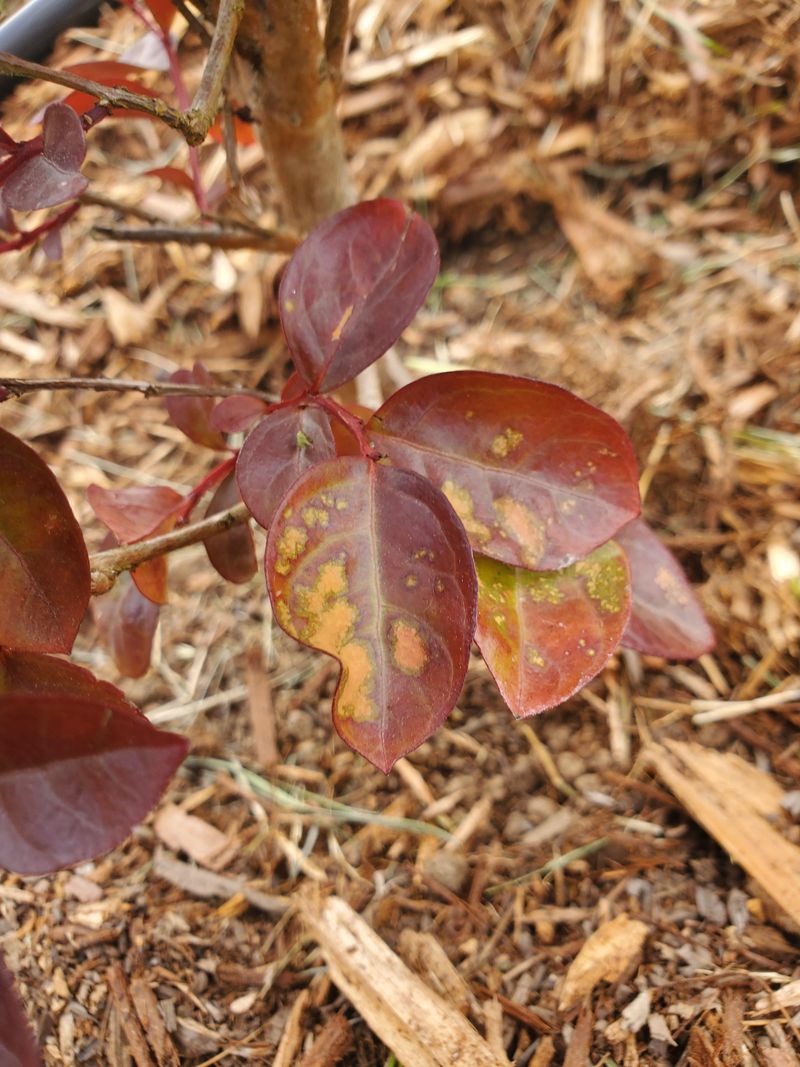 Lower Leaves Often Show Symptoms First