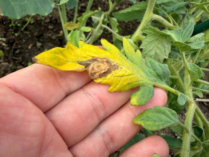 Lower Spots Mean The Disease Is Starting Early Lower Spots Mean The Disease Is Starting Early