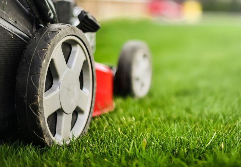 Lower The Mower Again Only After Summer Stress Has Passed Lower The Mower Again Only After Summer Stress Has Passed