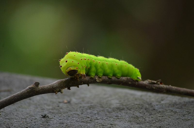 Luna Moth Caterpillars Rely On Its Leaves Luna Moth Caterpillars Rely On Its Leaves