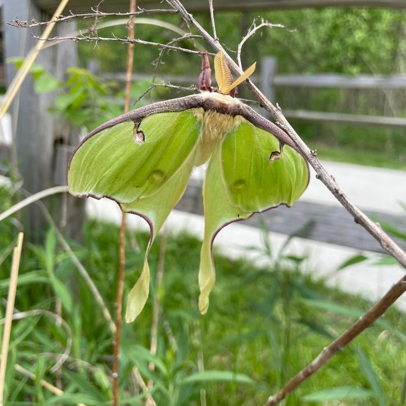 Luna Moths Usually Do Not Require Garden Control Luna Moths Usually Do Not Require Garden Control