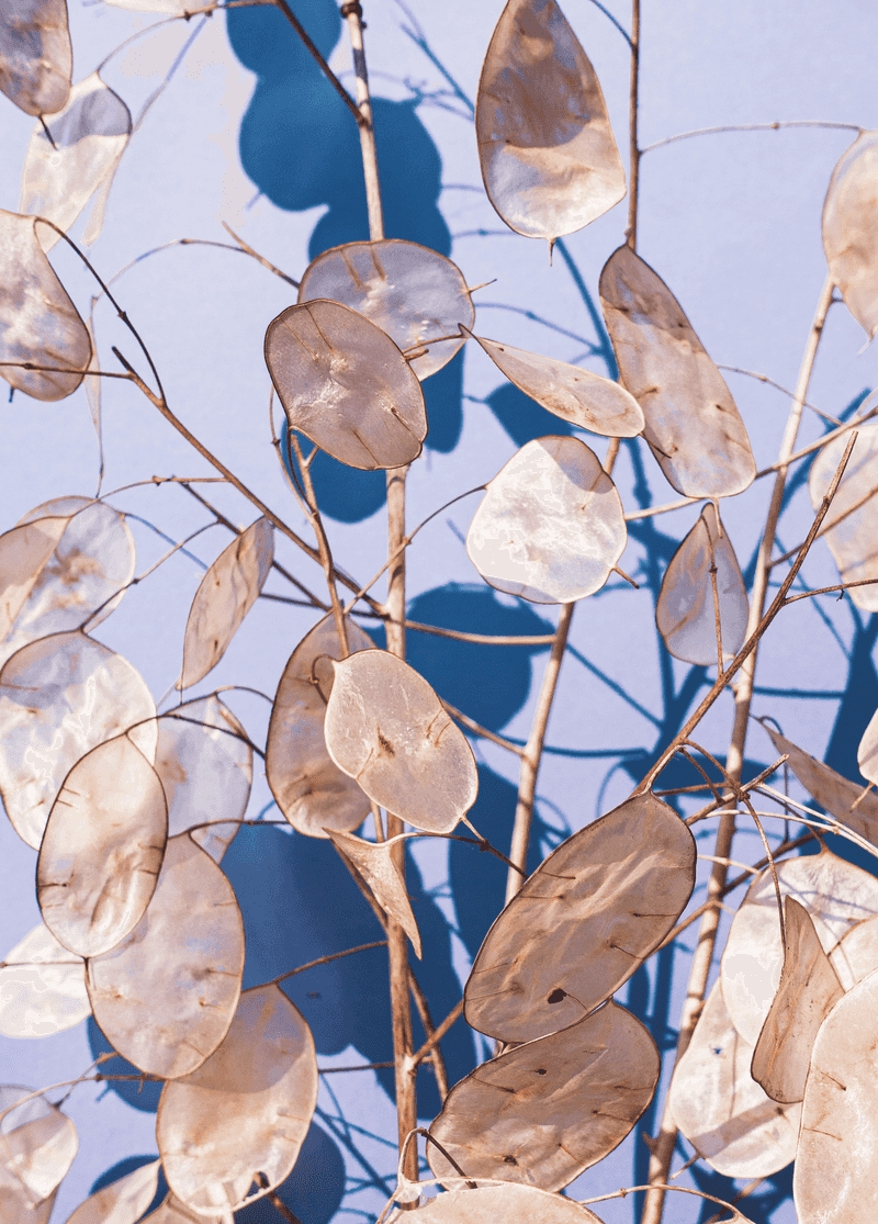 Lunaria