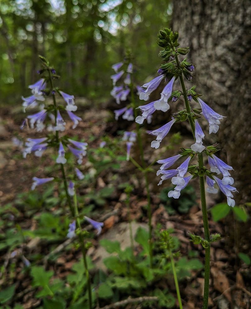 Lyreleaf Sage Adds Spring Color Lyreleaf Sage Adds Spring Color