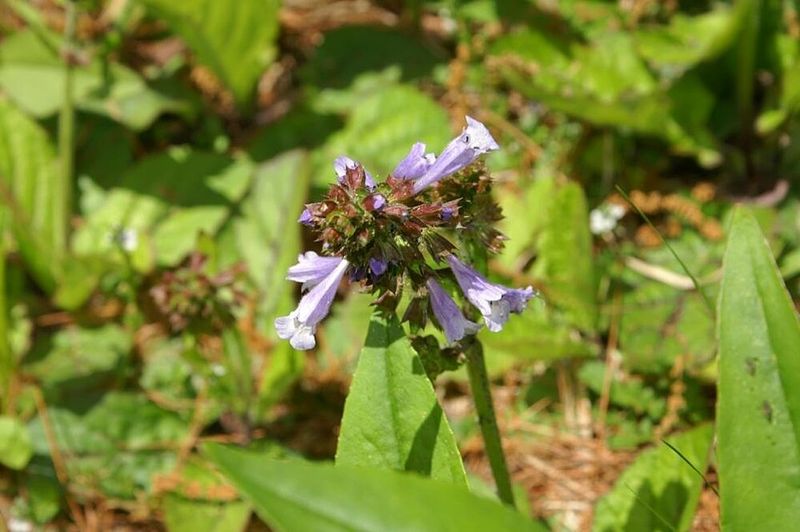 Lyreleaf Sage Fills Those Difficult Shady Spots Lyreleaf Sage Fills Those Difficult Shady Spots