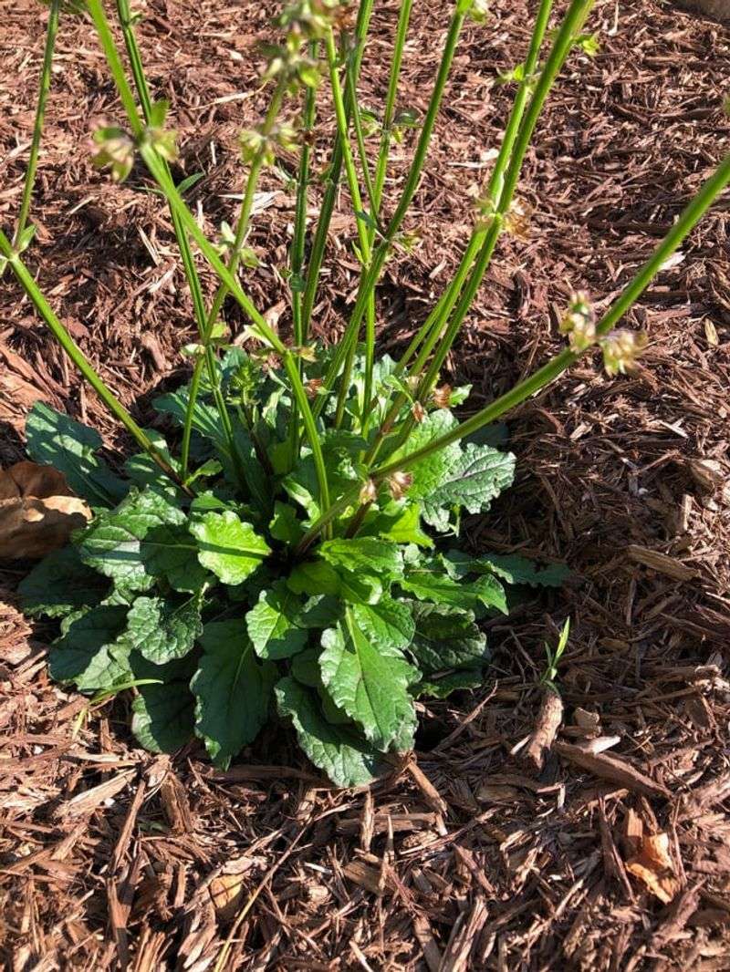 Lyreleaf Sage Turns Bare Soil Into New Rosettes