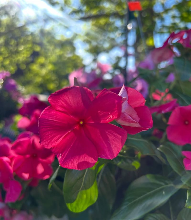 Madagascar Periwinkle Holds Bright Color