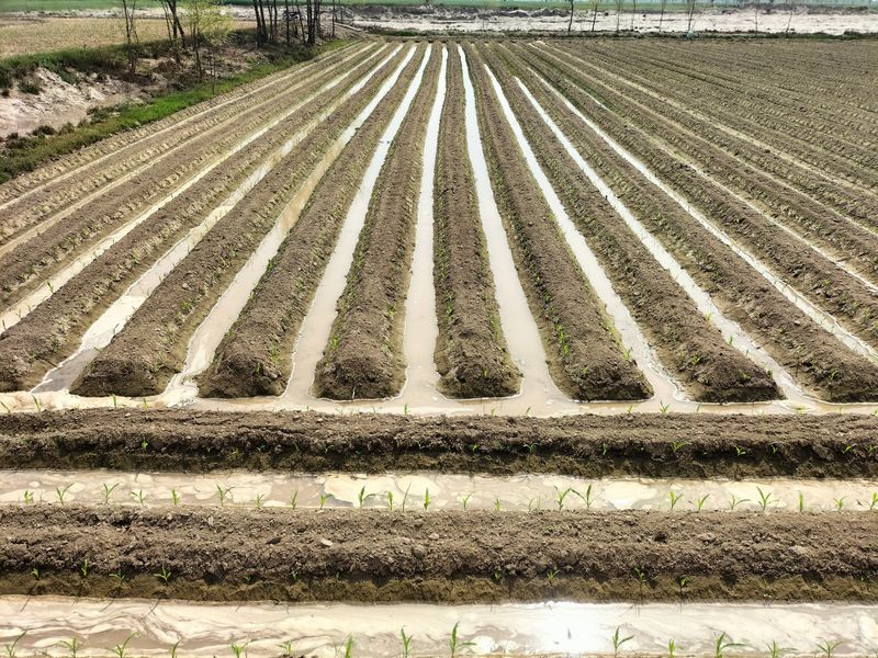 Main Causes Of Standing Water In Ohio Garden Beds