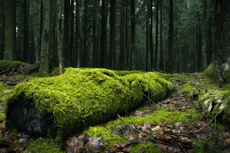 Maintain Shaded, Moist Woodland Conditions