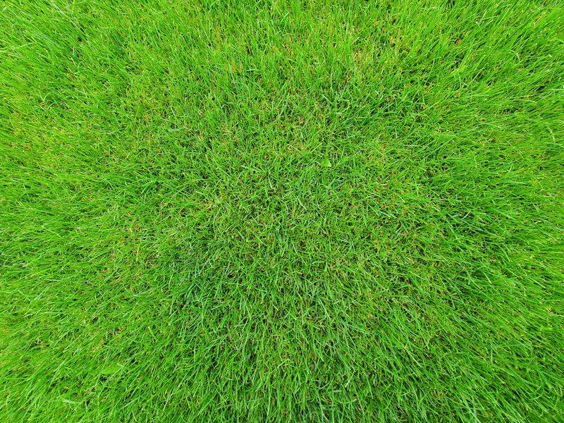 Maintenance Compared to a Traditional Grass Lawn Maintenance Compared to a Traditional Grass Lawn