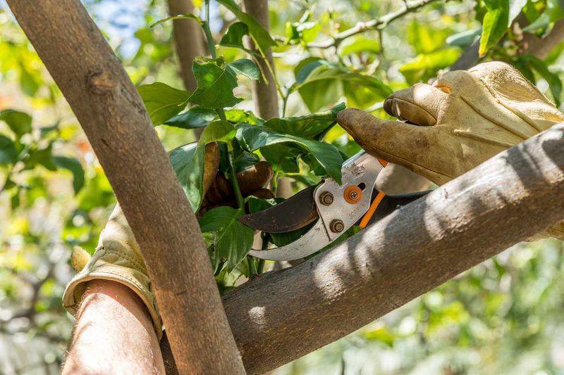 Major Pruning Should Wait For Cooler Weather Major Pruning Should Wait For Cooler Weather