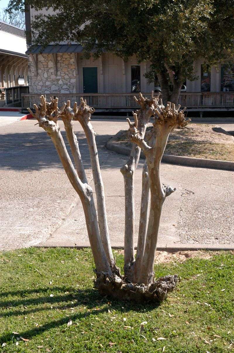 Major Pruning Should Wait Past September Major Pruning Should Wait Past September