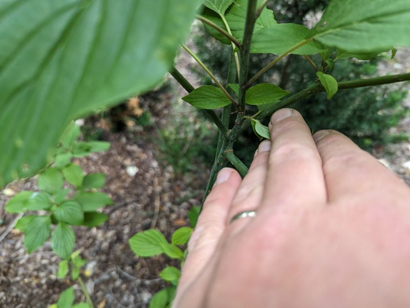 Make Each Cut Back Where Healthy Leaves Meet The Stem Make Each Cut Back Where Healthy Leaves Meet The Stem
