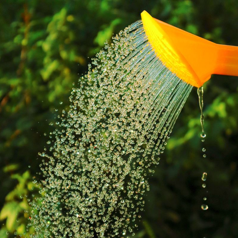 Make Early Morning The Main Watering Window Make Early Morning The Main Watering Window