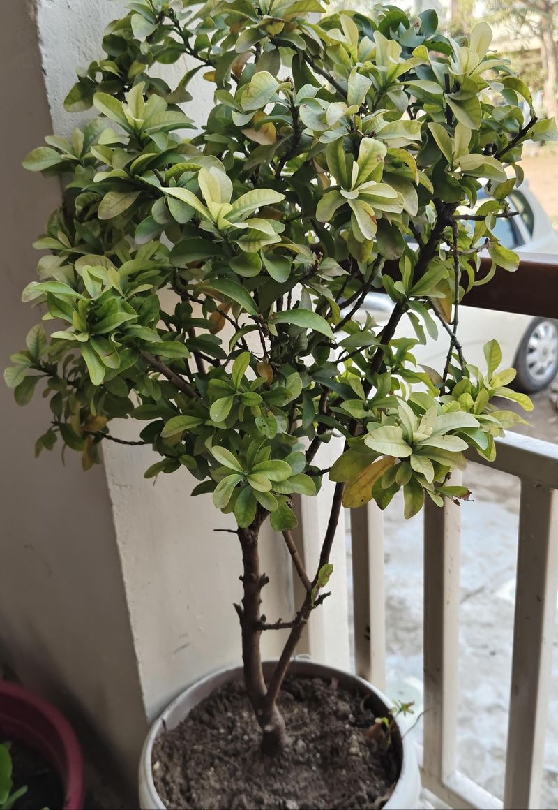 Make One Light Trim To Spark A Fresh Flush