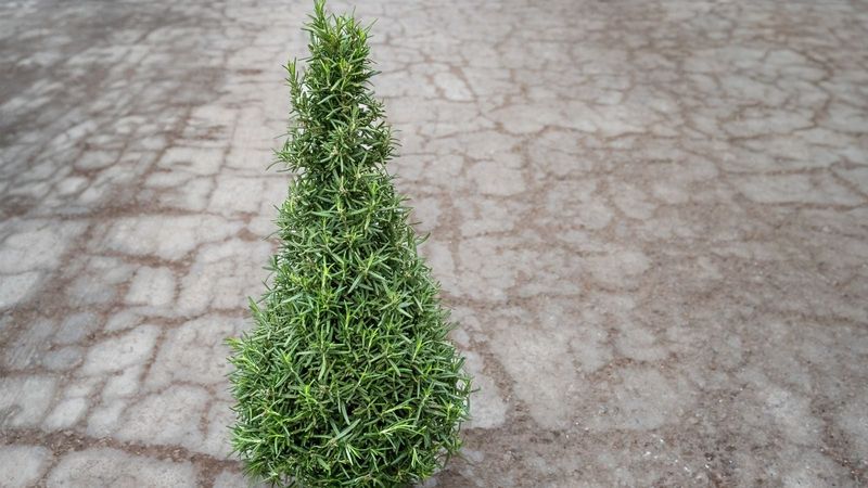 Make Rosemary Look Like A Sculpted Evergreen
