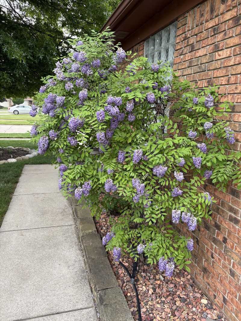 Make Summer Pruning The Priority Make Summer Pruning The Priority