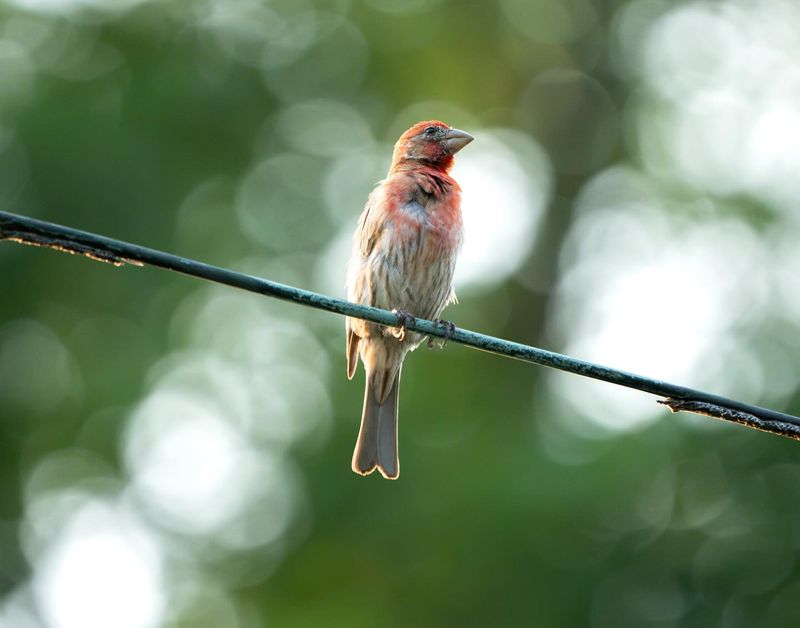Make Sure They Aren't House Finches Make Sure They Aren't House Finches