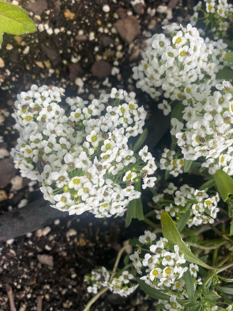 Make Sweet Alyssum One Layer Of Your Porch Whitefly Defense