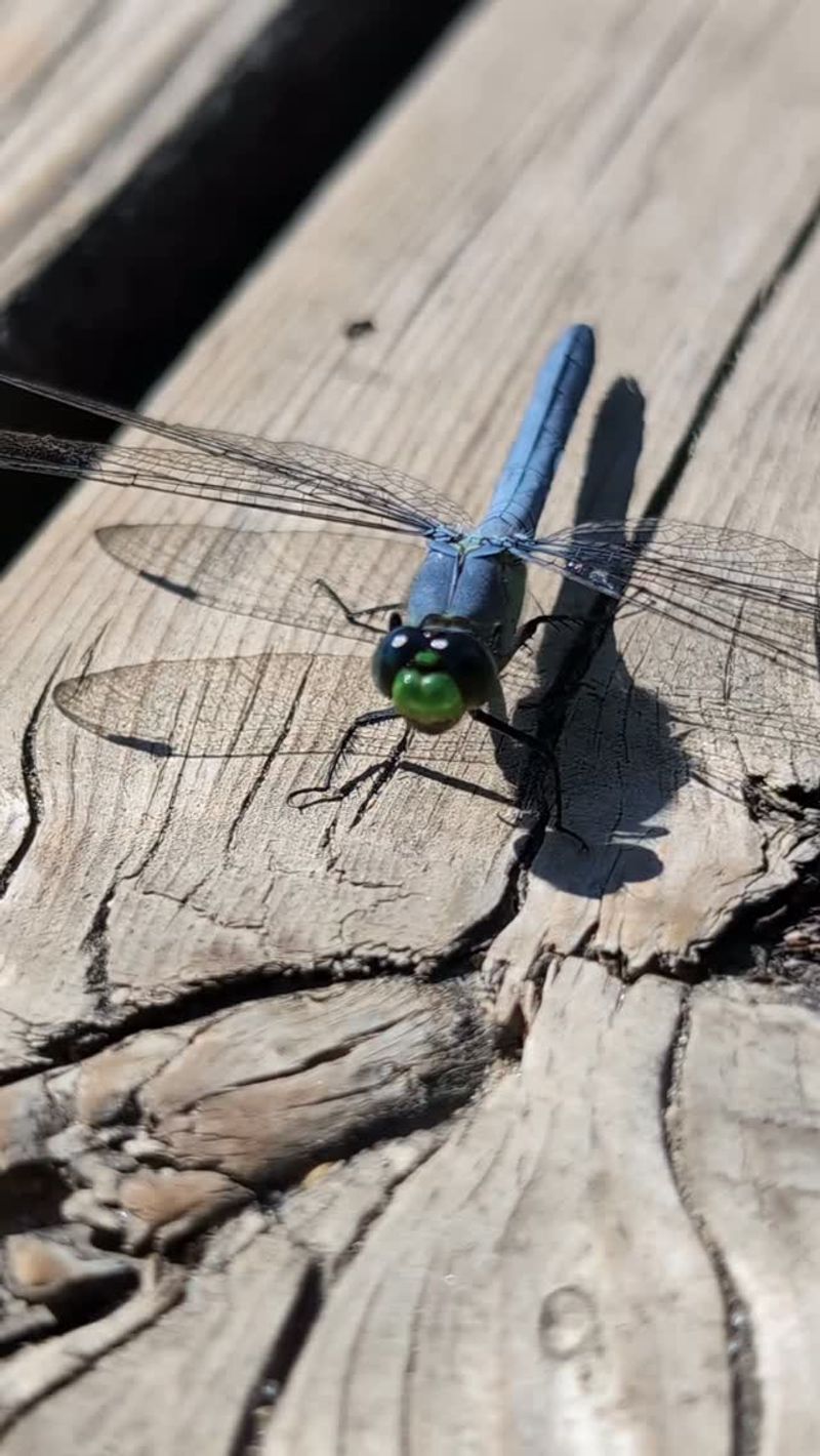 Make The Backyard Friendly Without Trying To Trap Them Make The Backyard Friendly Without Trying To Trap Them