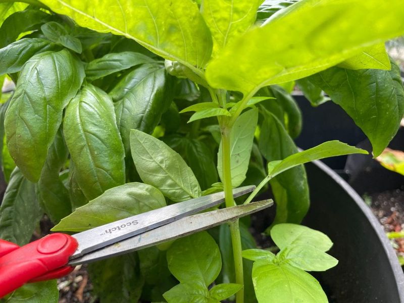 Make The Big Harvest Before Flowering Takes Over