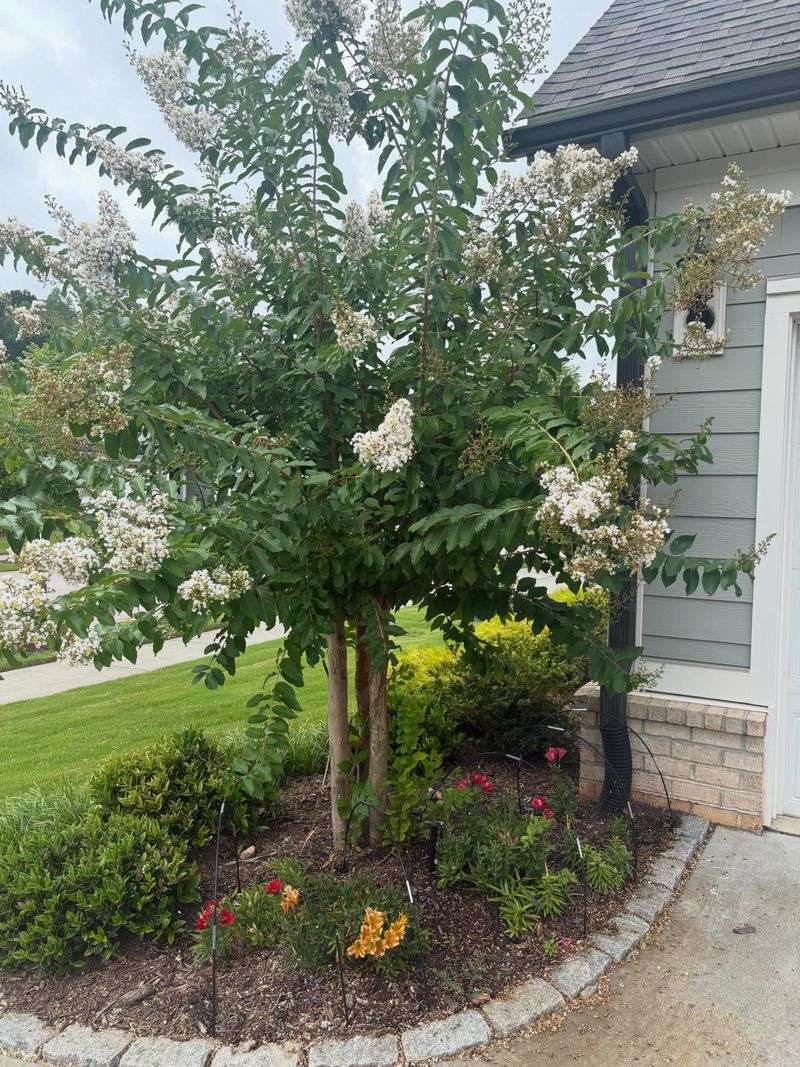 Make The Cut Above Healthy Leaves Or A Side Branch