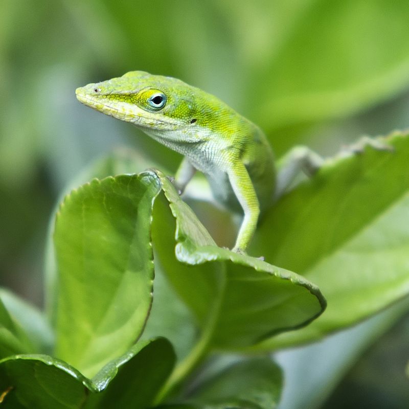 Make The Whole Yard Work Harder For Native Green Anoles