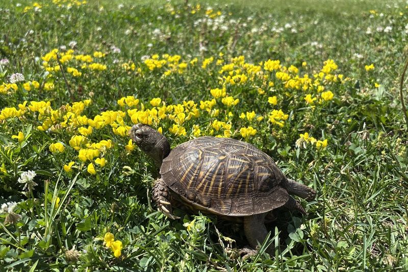 Make The Yard Safer For A Returning Turtle Make The Yard Safer For A Returning Turtle