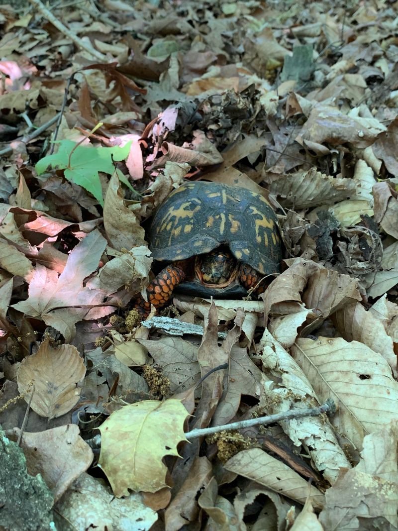Make The Yard Safer Without Redirecting The Turtle
