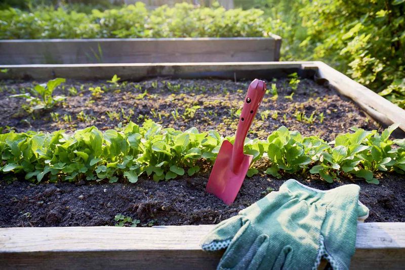 Make the Fall Beet Bed Safe and Practical Make the Fall Beet Bed Safe and Practical