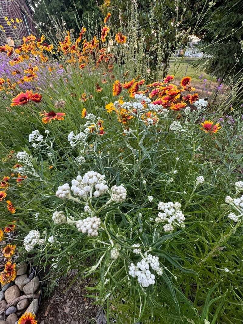 Making The Yard Too Spotless Leaves Bees With Nowhere To Settle