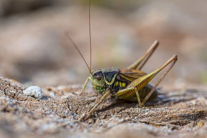 Male Crickets Make The Familiar Chirping Sound